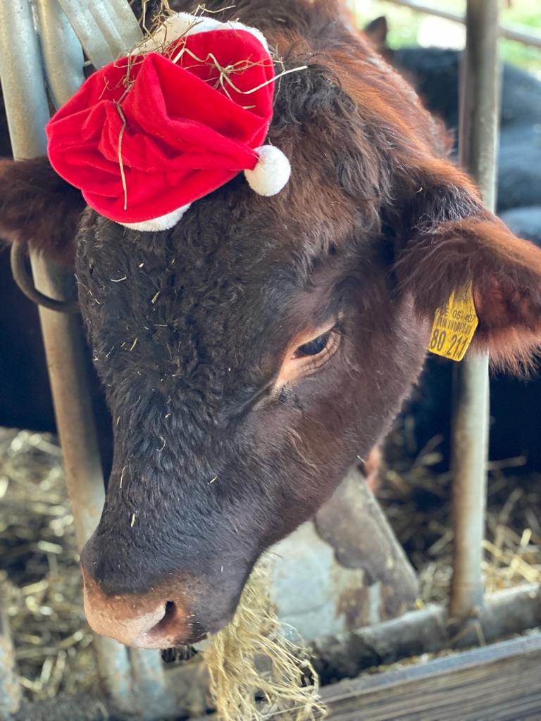 IG Angus West Weihnachtsgruss 2020