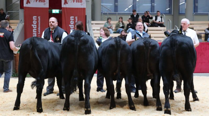 FHB Sternstunden Färsen