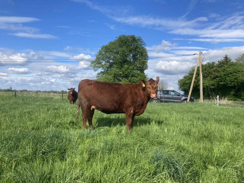 rote Angus Färse auf Weide