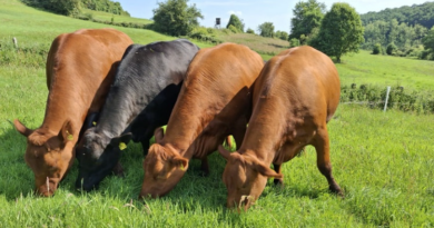 Angusfreundefahrt in die Schweiz