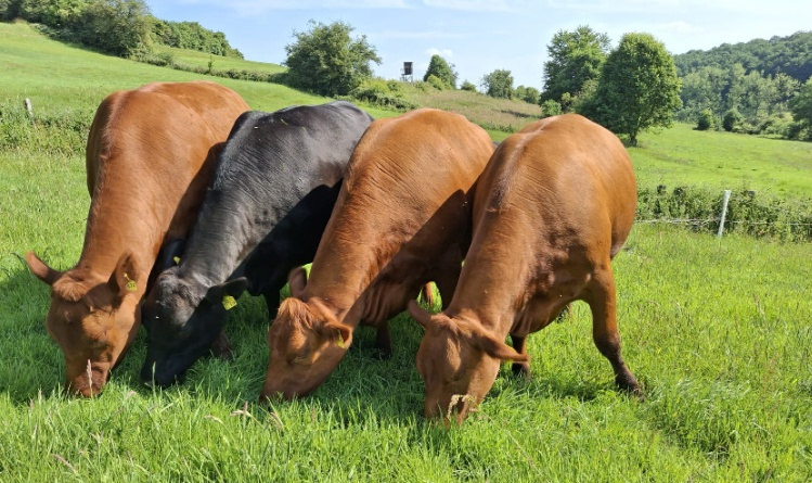 Angusfreundefahrt in die Schweiz