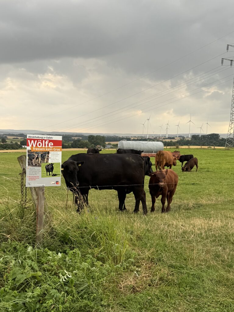 Stiens Angus
