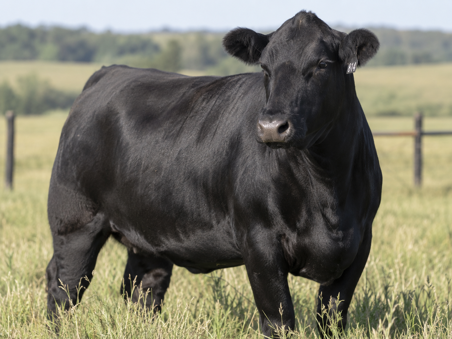 Schwarze Angus-Kuh auf der Weide