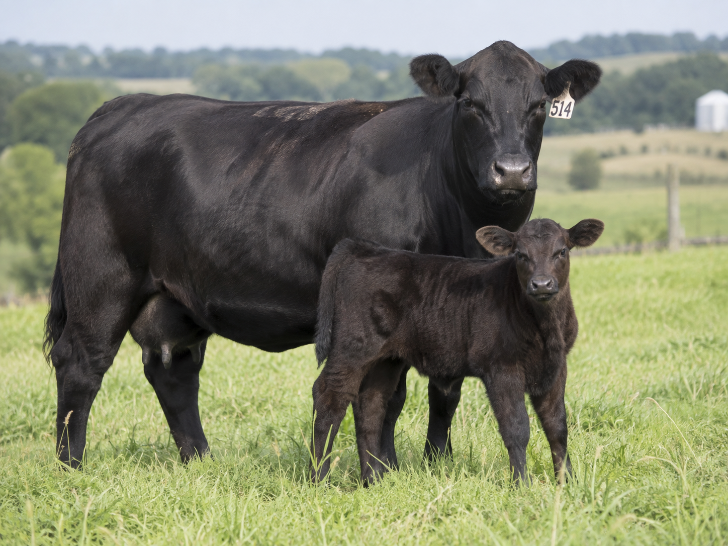 Angus-Kuh mit Kalb auf der Weide