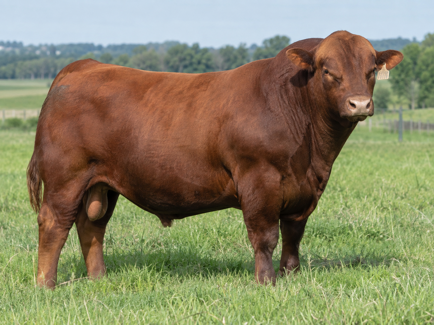 Rotes Angus-Rind auf der Weide