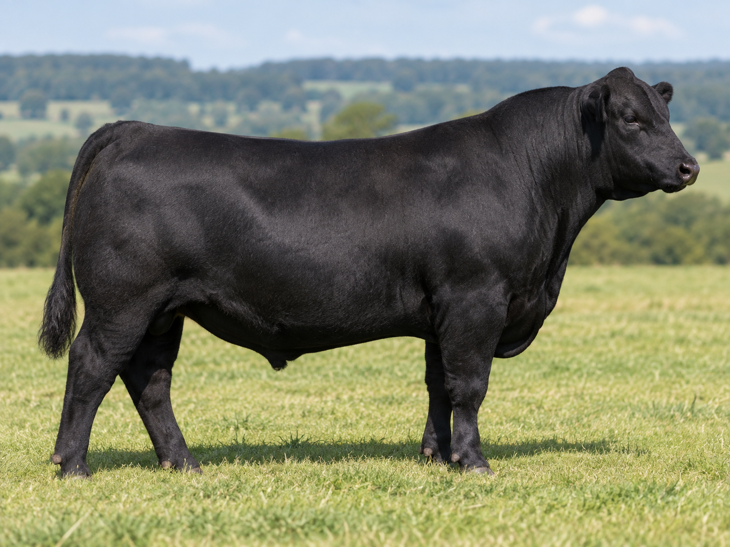 Rassebeschreibung Angus